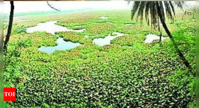 India to soon increase number of Ramsar wetland sites to 100 | India News