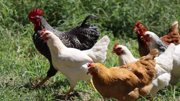 Bird flu (2)