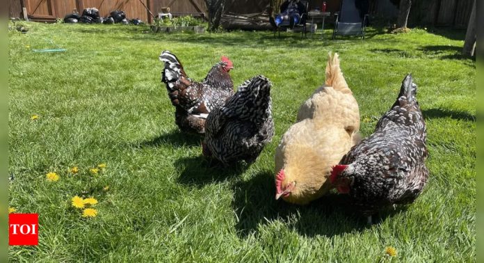 Backyard flock in Whatcom County tests positive for bird flu; health officials issue ‘highly contagious’ alert