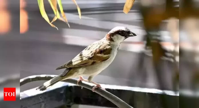 'Now sparrows seen only in pictures, videos': PM Modi | India News