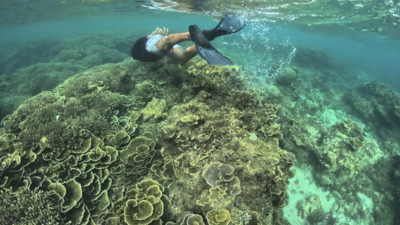 COP16 biodiversity talks to restart in February: UN
