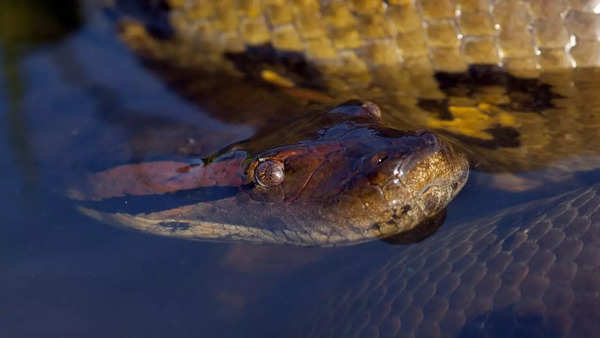 Green Anaconda