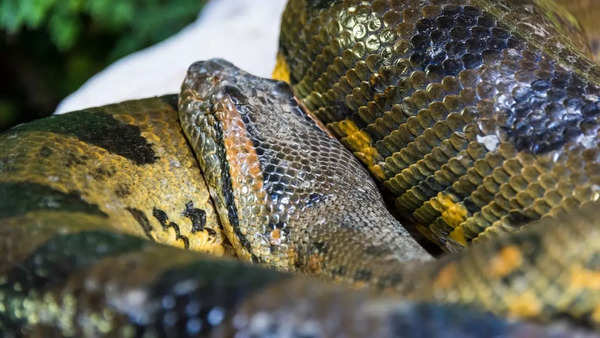 Green Anaconda