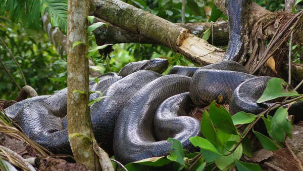 Green Anaconda