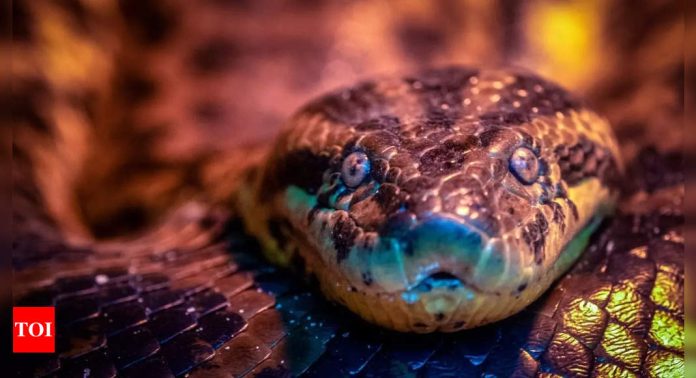 5 weirdest facts about world's largest snake Green Anaconda