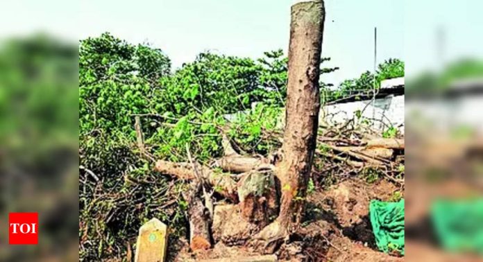 Haryana may ease norms to cut trees | India News