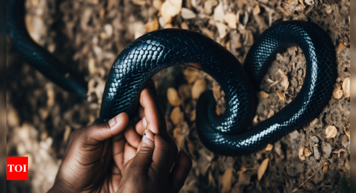Red Bellied Black Snake: Australian Couple Discovers 102 Snakes in Backyard Shocker | World News