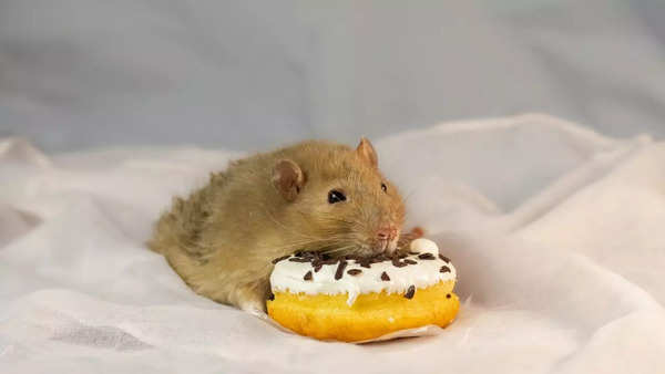 mice sweet