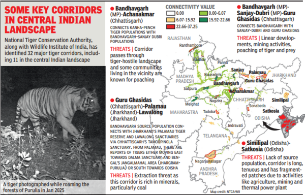 What happens to Zeenat will decide the fate of 15 tigers in India What happens to Zeenat will decide the fate of 15 tigers in India