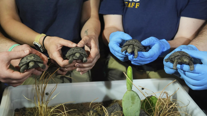 At 93, Galapagos tortoise becomes a mom to four: See adorable photos