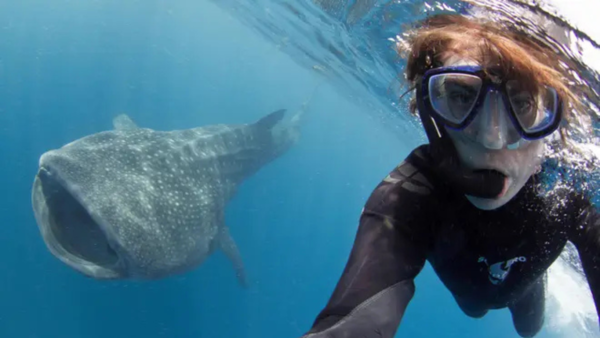 Image source: Alamy Social media’s role in fueling risky behaviour around sharks
