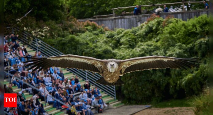 More than 120 endangered vultures killed in South Africa poisoning
