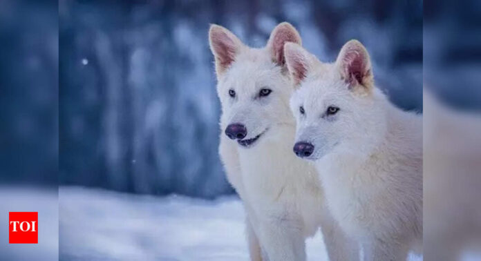 Wolf protection downgrade gets green light in EU | World News