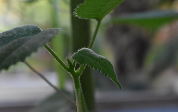 Spiney needles on leaf surface (Credits: Wikimedia Commons)
