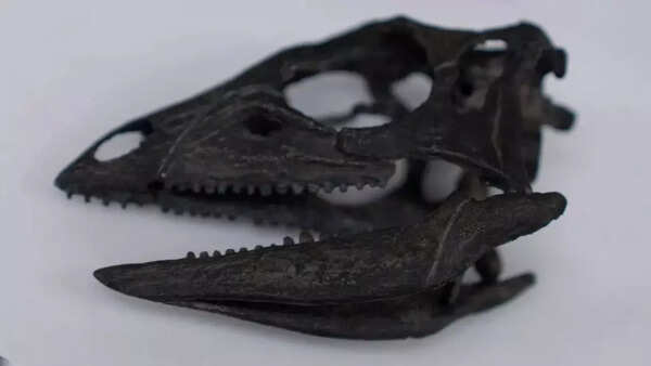 Source: The BBC Co-existing with giant dinosaurs