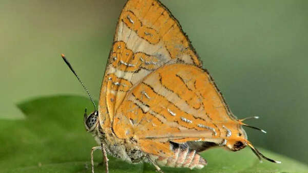 New butterfly species in Kerala: Zographetus Mathewi