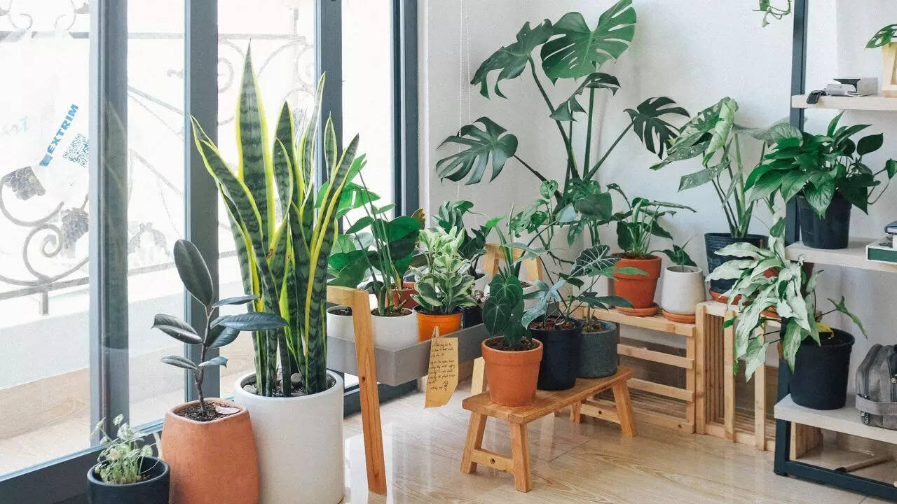 Add indoor plants that absorb moisture