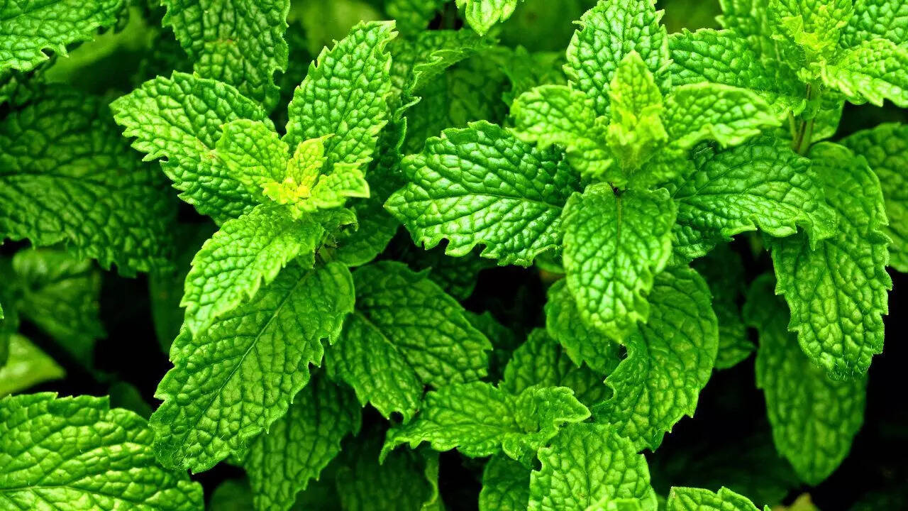 Peppermint