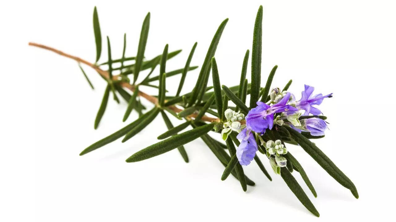 Rosemary