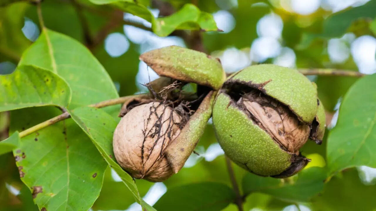 Black walnut trees