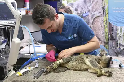 <p>A Koala is seen being treated for chlamydia by senior Veterinarian Dr Julian Grosmaire at the Endeavour Veterinary Ecology at Toorbul, north of Brisbane, Australia, Tuesday, Sept. 9, 2025. (Darren England/AAP Image via AP)</p> Australia approves world-first vaccine to save koalas from chlamydia