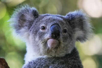 <p>FILE - A koala sits in a tree at a koala park in Sydney, Australia, May 5, 2023. (AP Photo/Mark Baker, File)</p> Australia approves world-first vaccine to save koalas from chlamydia