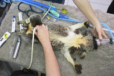 <p>A Koala is seen being treated for chlamydia at the Endeavour Veterinary Ecology at Toorbul, north of Brisbane, Australia, Tuesday, Sept. 9, 2025. (Darren England/AAP Image via AP)</p> Australia approves world-first vaccine to save koalas from chlamydia
