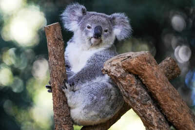 <p>FILE - A koala sits in a tree at a koala park in Sydney, Australia, May 5, 2023. (AP Photo/Mark Baker, File)</p> Australia approves world-first vaccine to save koalas from chlamydia