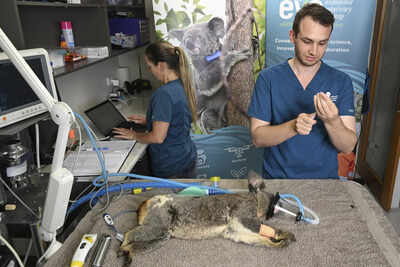 <p>A Koala is seen being treated for chlamydia by senior Veterinarian Dr Julian Grosmaire at the Endeavour Veterinary Ecology at Toorbul, north of Brisbane, Australia, Tuesday, Sept. 9, 2025. (Darren England/AAP Image via AP)</p> Australia approves world-first vaccine to save koalas from chlamydia