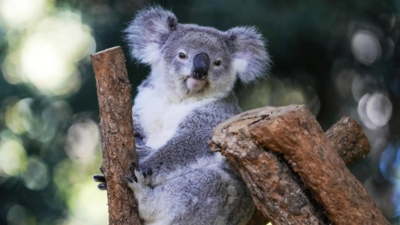 Australia approves world-first vaccine to save koalas from chlamydia (Picture credit: AP) Australia approves world-first vaccine to save koalas from chlamydia