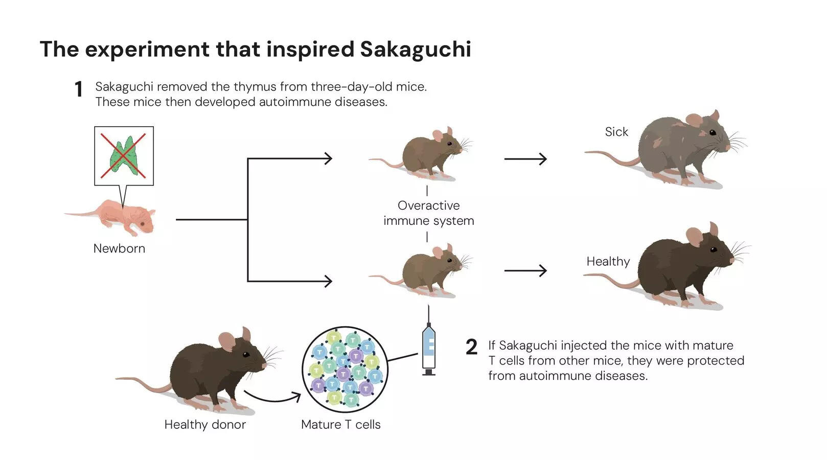 The experiment htat inspired Sakagunchi