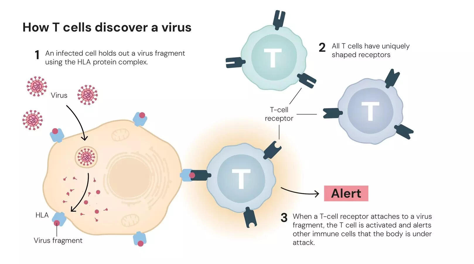 How T cells discover a virus