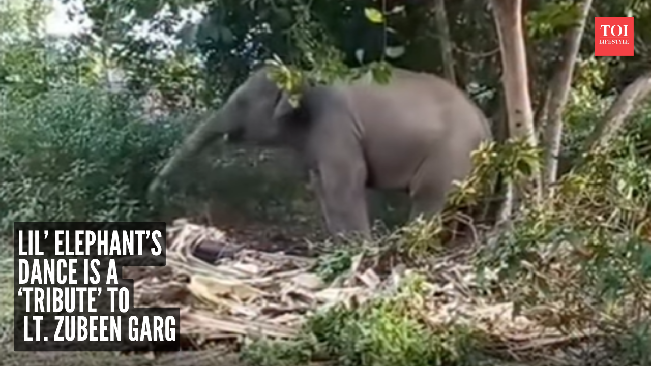 Baby elephant dances to Lt. Zubeen Garg's song (Photo: guwahati.unofficial/Instagram) Baby elephant dances to Lt. Zubeen Garg's song (Photo: guwahati.unofficial/Instagram)