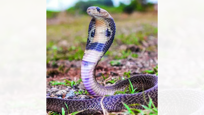 Kerala makes venomous snakebites health priority