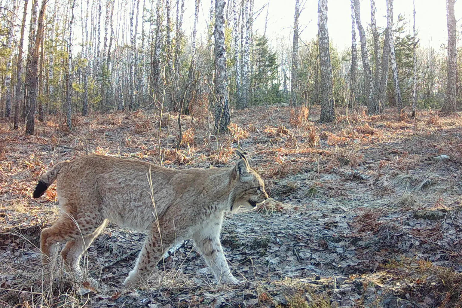 Chernobyl's radioactive landscape is a testament to nature’s resilience and survival spirit