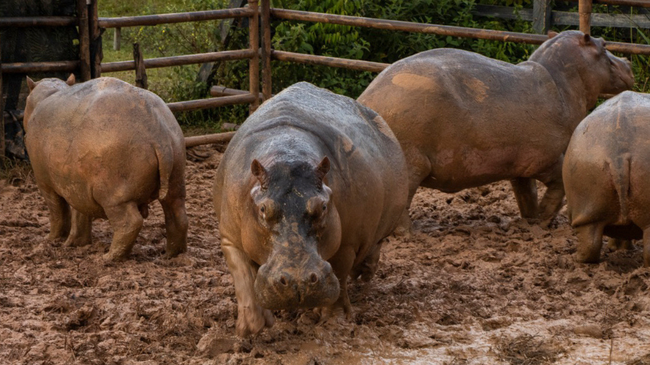 Pablo Escobar's African hippos