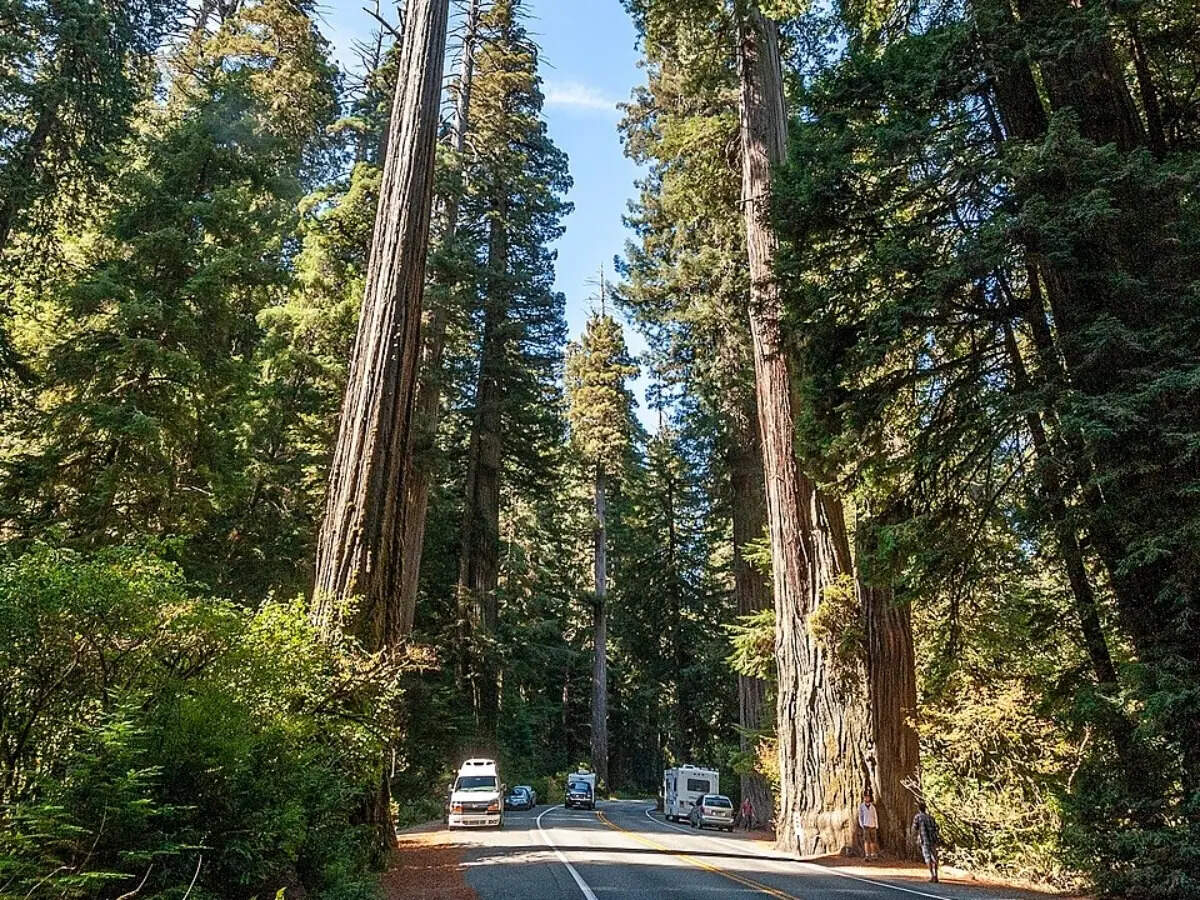 Visitors are no longer allowed near the world’s tallest tree