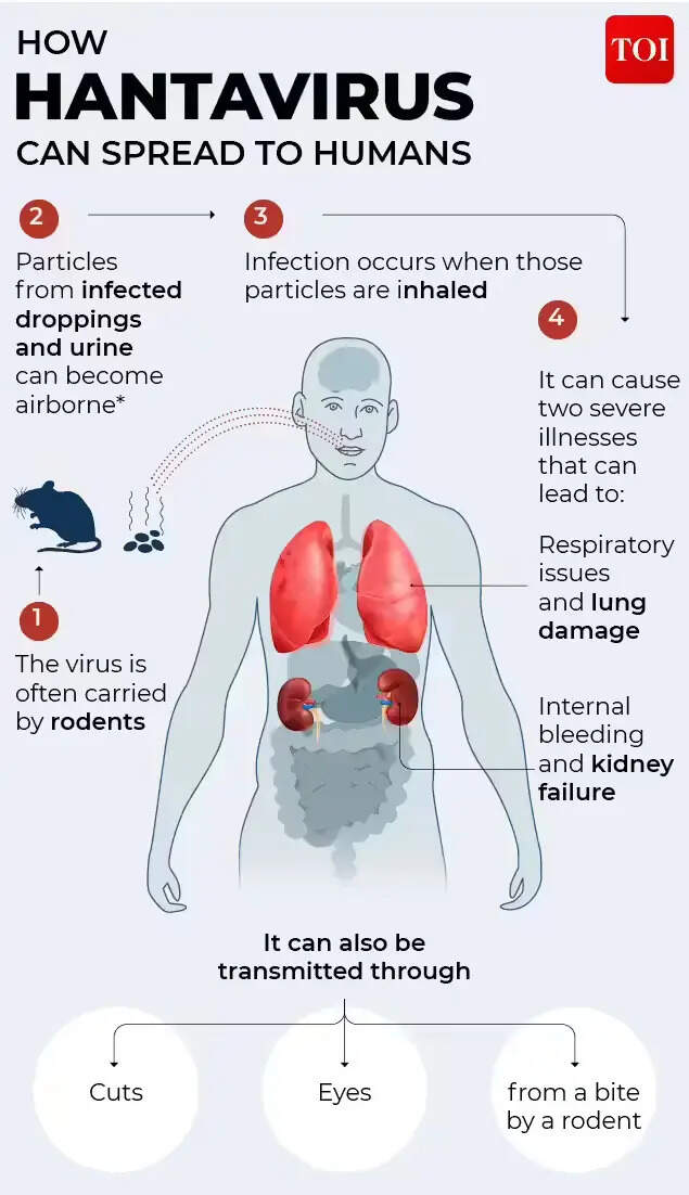 How hantavirus can spread to humans?