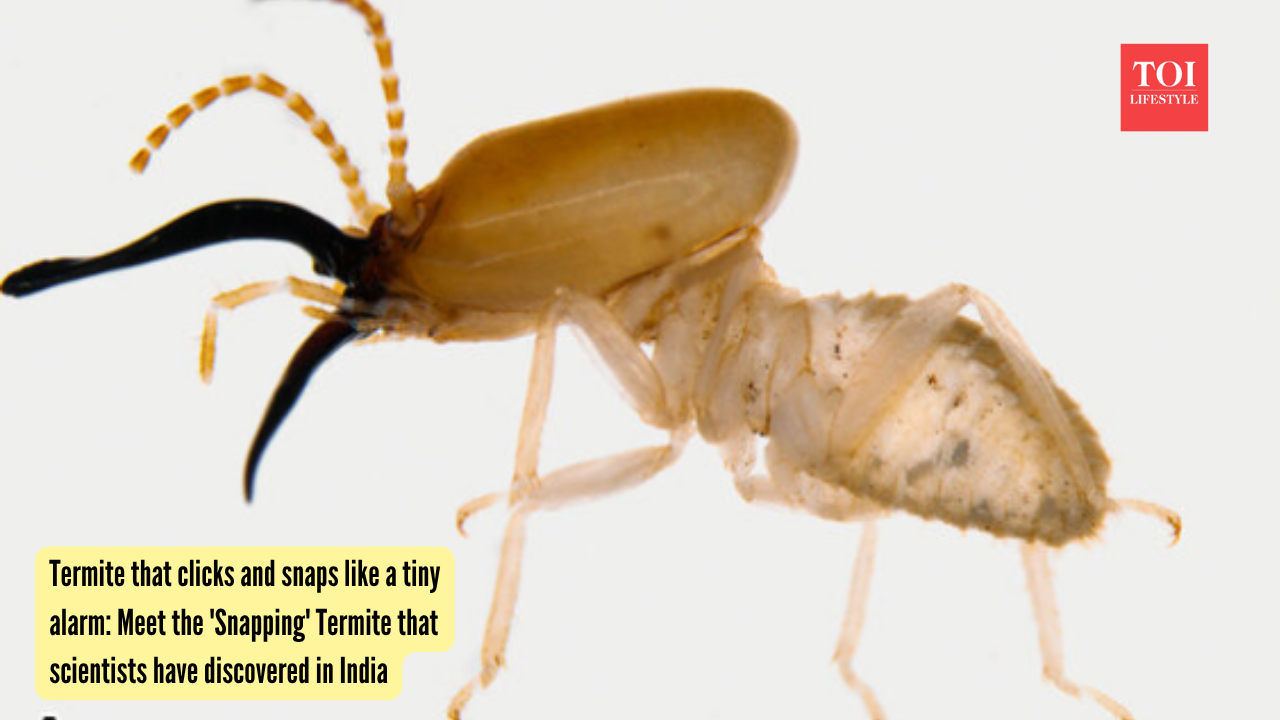 Termite that clicks and snaps like a tiny alarm Meet the 'Snapping' Termite that scientists have discovered in India